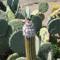 San_Diego_Kaktus_1.jpg