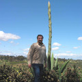 San_Diego_Kaktus_10.jpg