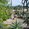 San_Diego_Kaktus_11.jpg