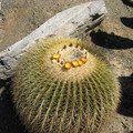 San_Diego_Kaktus_6.jpg