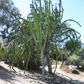 San_Diego_Kaktus_7.jpg