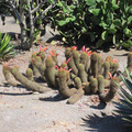 San_Diego_Kaktus_9.jpg
