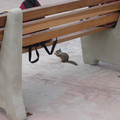 San_Diego_Park_1.jpg