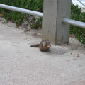 San_Diego_Park_2.jpg