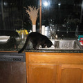 Cat_01.jpg