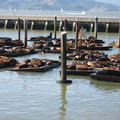 SF_Fisherman_04.jpg